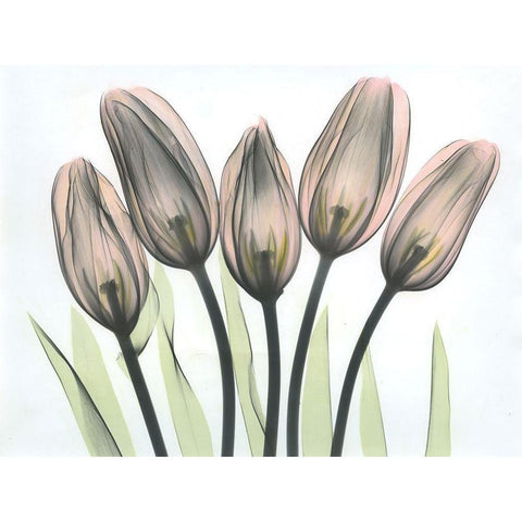 Tulips 2 Gold Ornate Wood Framed Art Print with Double Matting by Koetsier, Albert