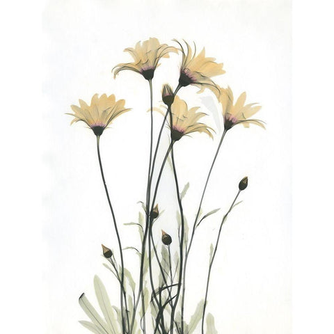 Wild Flowers White Modern Wood Framed Art Print by Koetsier, Albert