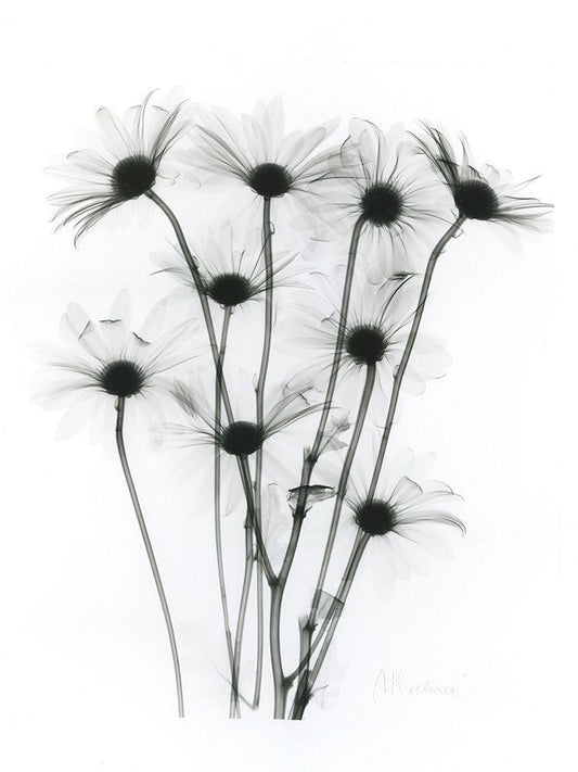 Image Only