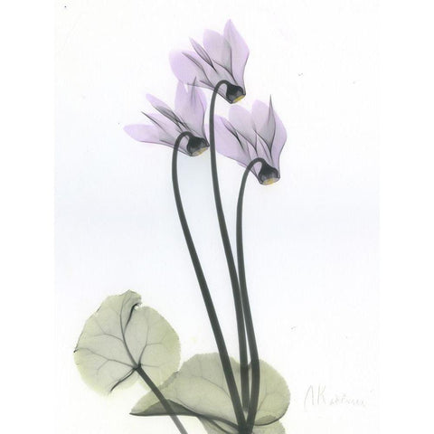 Cyclamen White Modern Wood Framed Art Print by Koetsier, Albert