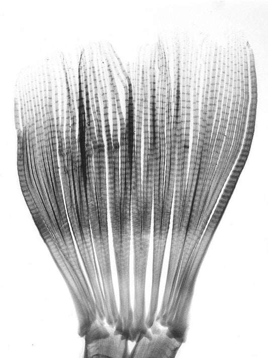 Image Only