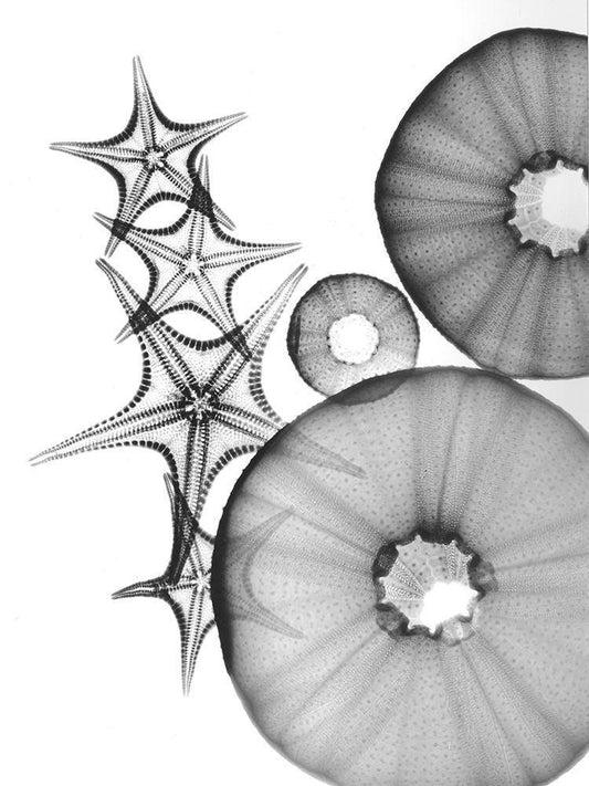 Image Only