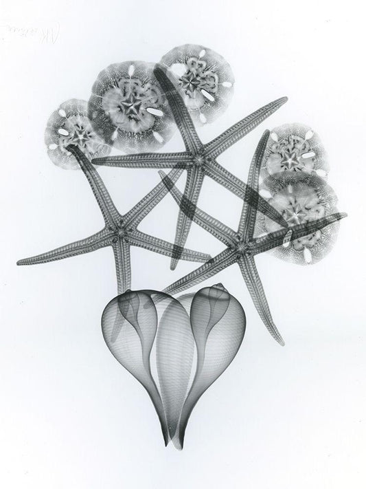 Image Only