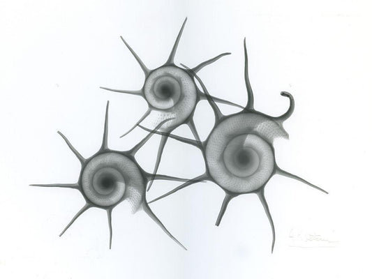 Image Only