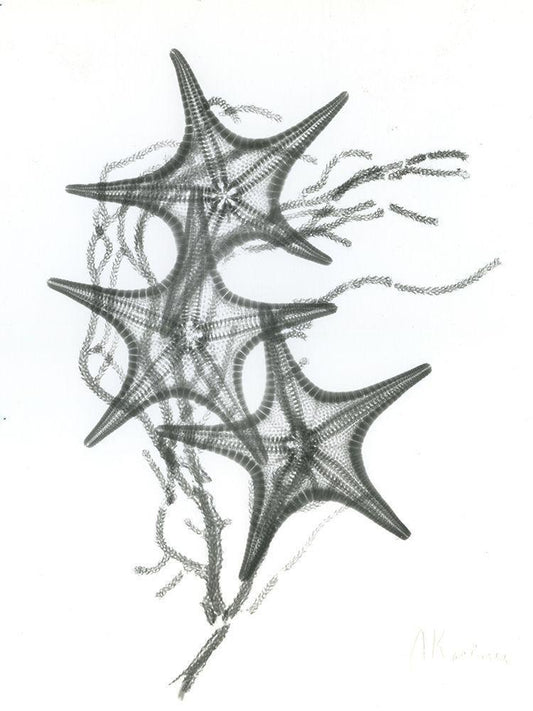 Image Only