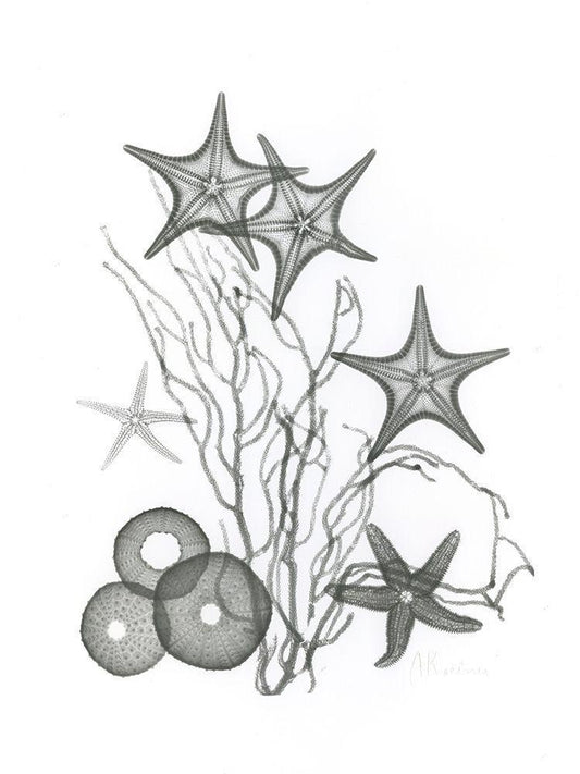 Image Only