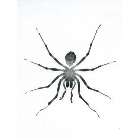 Our Friendly Tarantula Black Modern Wood Framed Art Print with Double Matting by Koetsier, Albert