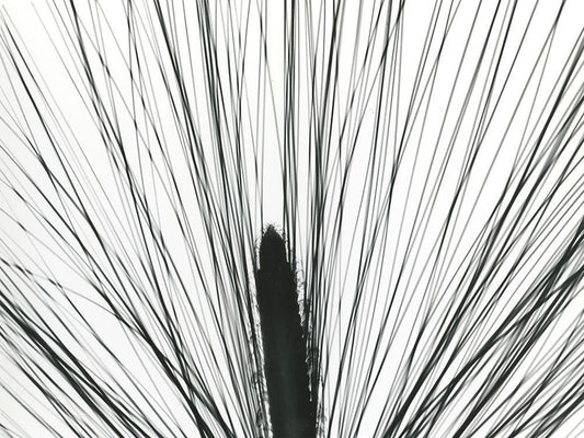 Image Only