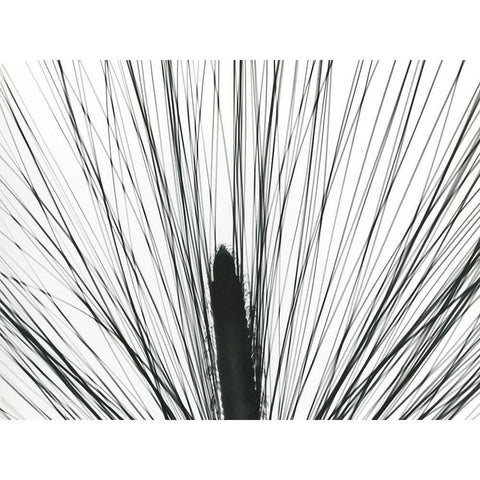 Pine Tree Pod Black Modern Wood Framed Art Print by Koetsier, Albert