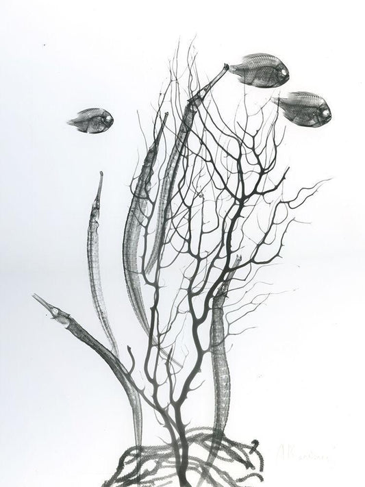 Image Only