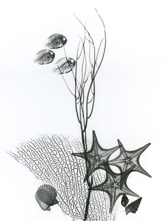 Image Only