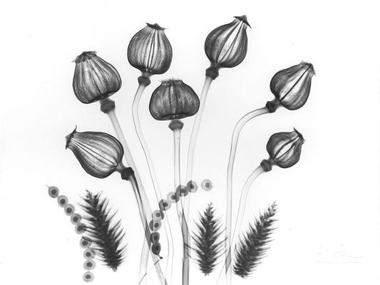 Image Only