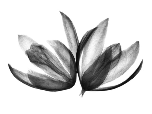 Image Only