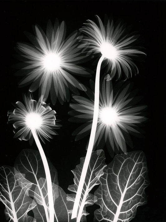 Image Only