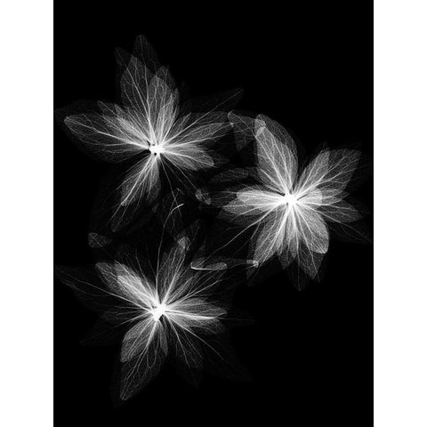 Spring Trio Black Modern Wood Framed Art Print with Double Matting by Koetsier, Albert