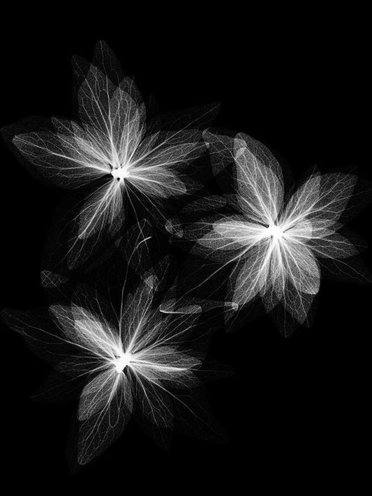 Image Only