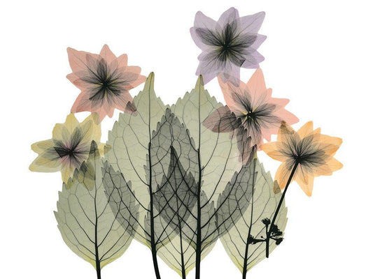 Image Only