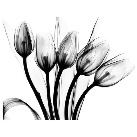 Marching Tulips Black Modern Wood Framed Art Print with Double Matting by Koetsier, Albert
