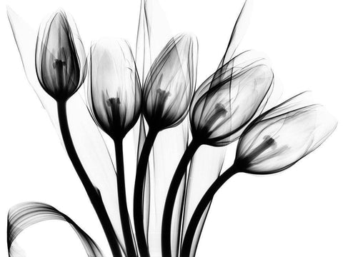 Marching Tulips White Modern Wood Framed Art Print with Double Matting by Koetsier, Albert