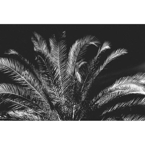 Tropical Night Black Modern Wood Framed Art Print with Double Matting by Koetsier, Albert