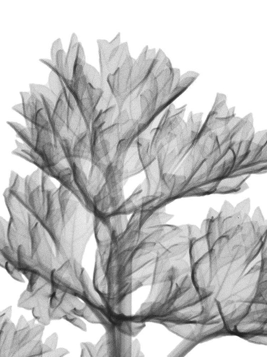 Image Only