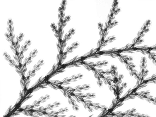 Image Only