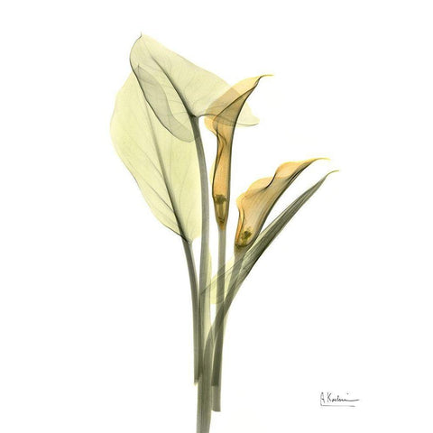 Orange Flowers Calla Lily White Modern Wood Framed Art Print by Koetsier, Albert