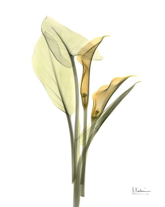 Image Only
