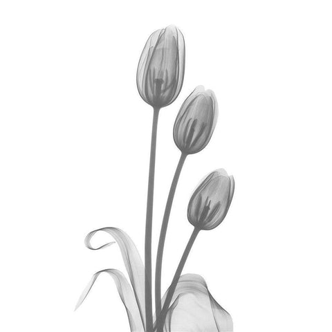 Tulip White Modern Wood Framed Art Print by Koetsier, Albert