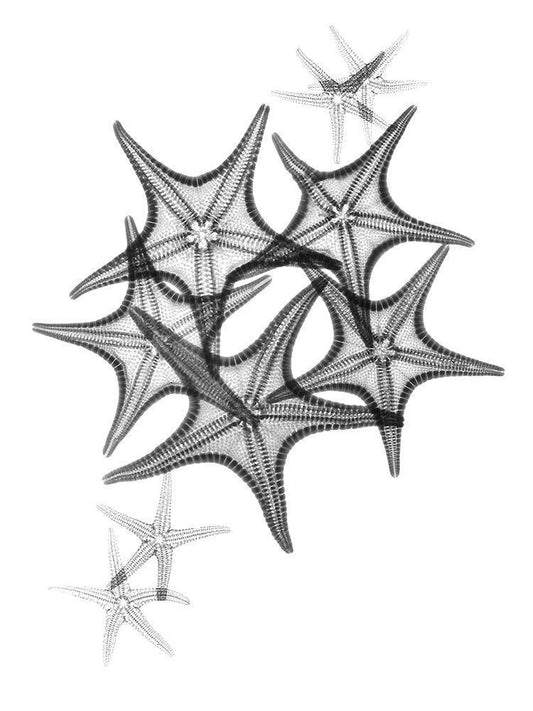 Image Only
