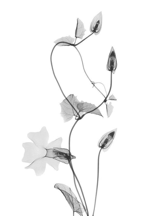 Image Only