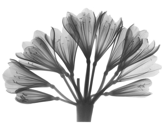 Image Only