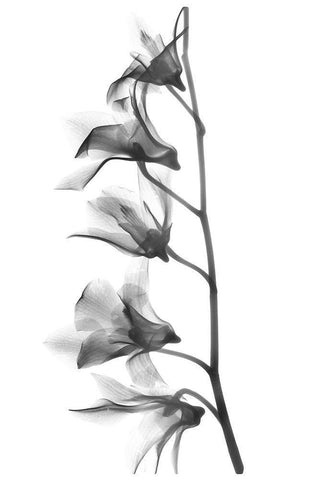 Orchid White Modern Wood Framed Art Print with Double Matting by Koetsier, Albert