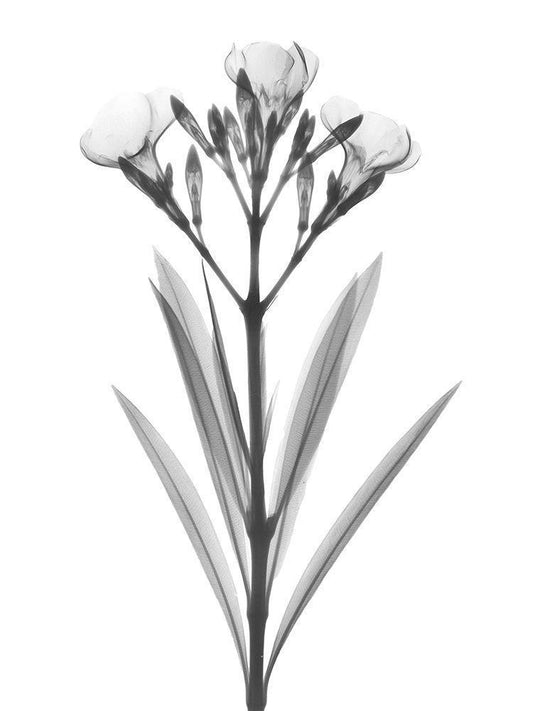Image Only