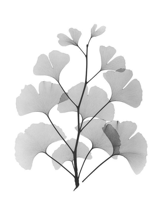 Image Only