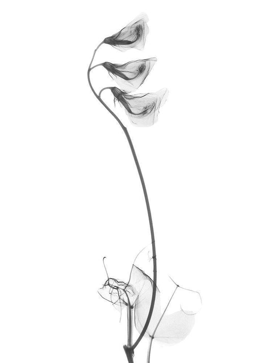 Image Only