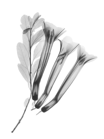 Crane Flower White Modern Wood Framed Art Print with Double Matting by Koetsier, Albert