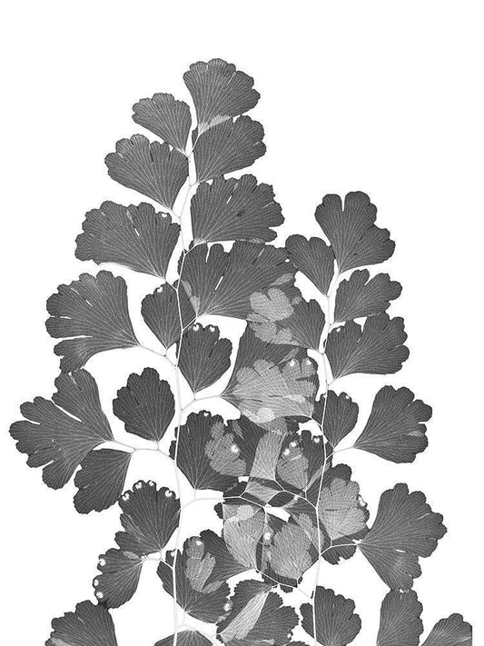 Image Only