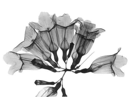 Image Only