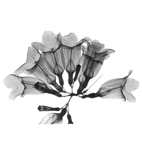 Garlic Vine Black Modern Wood Framed Art Print with Double Matting by Koetsier, Albert