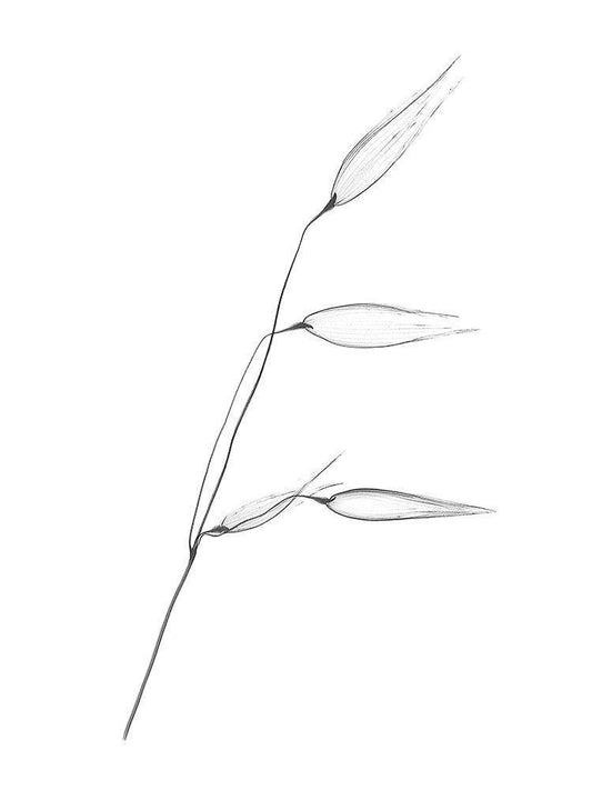 Image Only