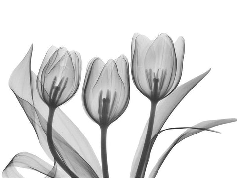 Didiers Tulip White Modern Wood Framed Art Print with Double Matting by Koetsier, Albert