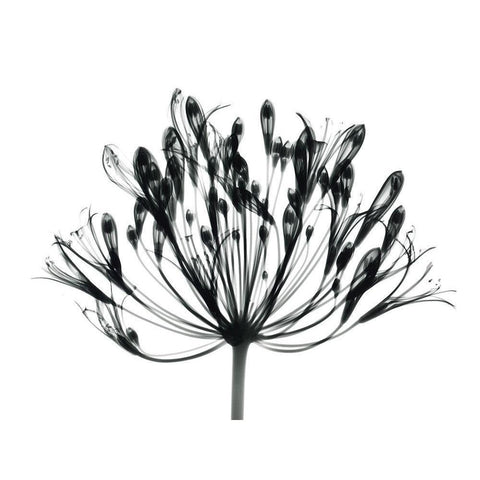 African Lily Black Modern Wood Framed Art Print by Koetsier, Albert