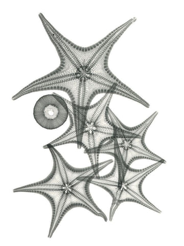 Starfish Bunch F149 Black Ornate Wood Framed Art Print with Double Matting by Koetsier, Albert