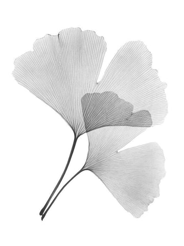 Ginko Pair White Modern Wood Framed Art Print with Double Matting by Koetsier, Albert