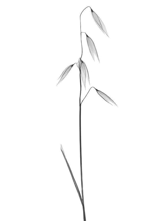 Image Only