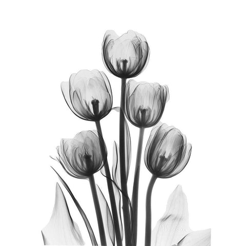 Tulips Black Modern Wood Framed Art Print with Double Matting by Koetsier, Albert