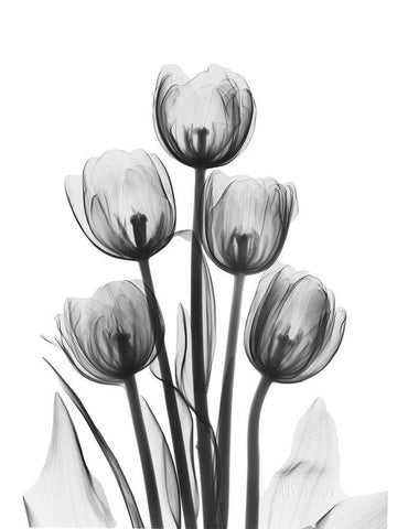 Tulips White Modern Wood Framed Art Print with Double Matting by Koetsier, Albert