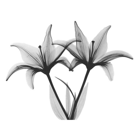 Starburst Lily Black Modern Wood Framed Art Print by Koetsier, Albert