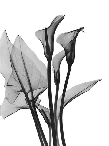 Calla Lilly Trio Black Ornate Wood Framed Art Print with Double Matting by Koetsier, Albert